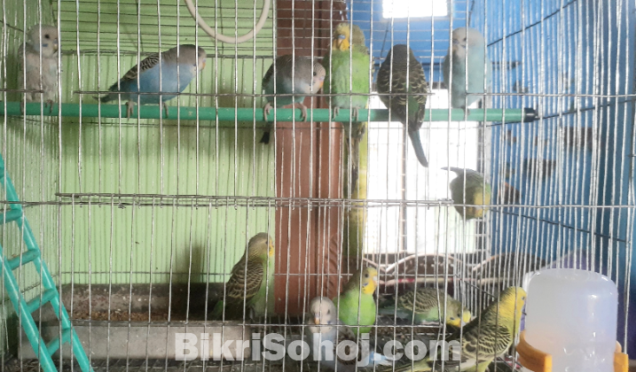 বাজরিগর পাখি